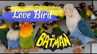 Download lagu Burung Lovebird || Jenis Love Bird Batman mp3 Download lagu Burung Lovebird || Jenis Love Bird Batman mp3