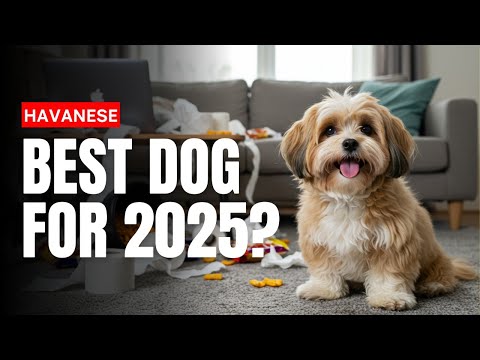 Is The Havanese The Most Adorable Dog Breed of 2025?