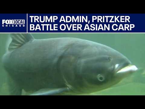 Trump, Illinois continue tit-for-tat over Great Lakes Asian carp ...