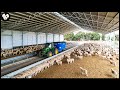 How Farmers Raise Young Sheep Effectively - Wool Factory