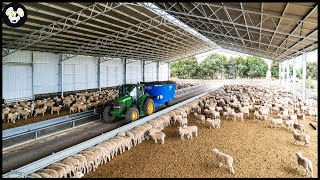 How Farmers Raise Young Sheep Effectively - Wool Factory