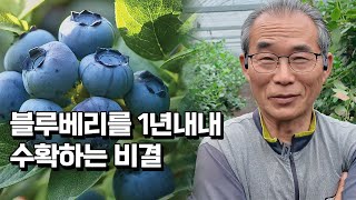 블루베리 40톤 수확하지만 물량이 절대적으로 부족한 이유