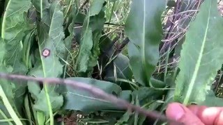 Yellow dock, Rumex crispus alterative restoring herb Paul Manski on a medicine road