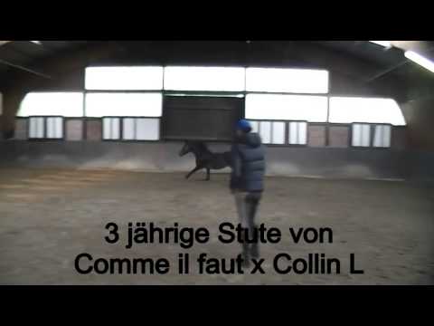 Comme il faut Stute *2011