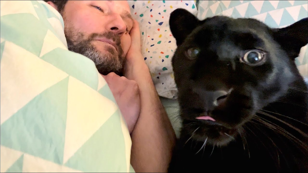 Luna the panther missed Vova very much 😅(ENG SUB)