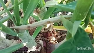 ছাদে চলে এলাম আমার ছাদ বাগানের গাছে পানি দেবো বলে।# longvideo#🍅🍅🍅🍅