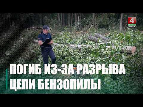 Мужчина погиб во время лесозаготовительных работ на Гомельщине видео