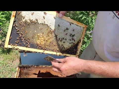 Fixing a laying worker hive.