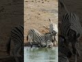 Zebra Tries To Drown Baby