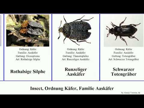 Insect, Ordnung Käfer, Familie Aaskäfer totengräber Dan Silphe Lebowitz Runzeliger Silphidae