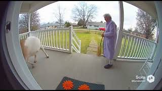 grandma vs a fat ass goat