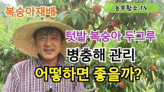 [복숭아재배] 텃밭 복숭아 병충해관리 손쉬운 방법은?