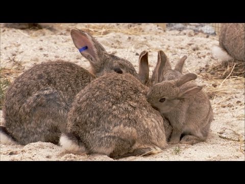 , title : 'The Burrowers: Animals Underground - Baby Rabbits | Wildlife Documentary | Natural History