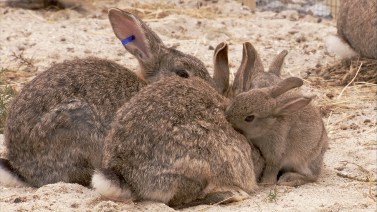The 9 Best Documentaries About Rabbits