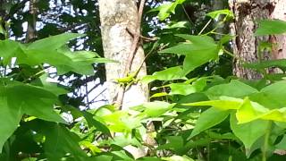 preview picture of video 'Huge!! Male Carolina Anole Lizard'