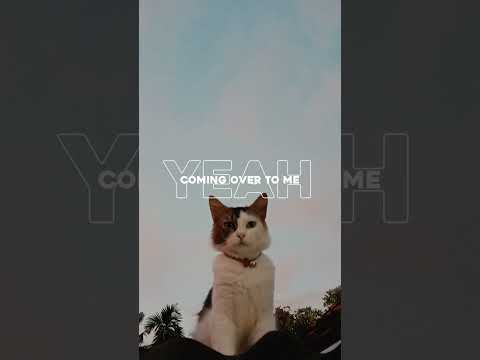 #viral #liriklagu #lirik #music #cats #shorts #tiktok #fyp