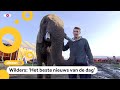 Tweede Kamer stemt over olifant: Buba mag blijven