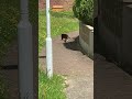 Stealthy Magpie Stalks Street Cat ViralHog