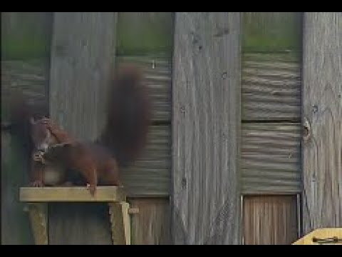 let me have a bite! - SquirrelsDay - Part 132