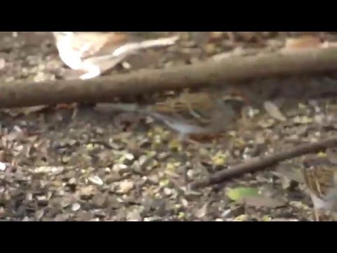 nature in my backyard episode 166 (HD)