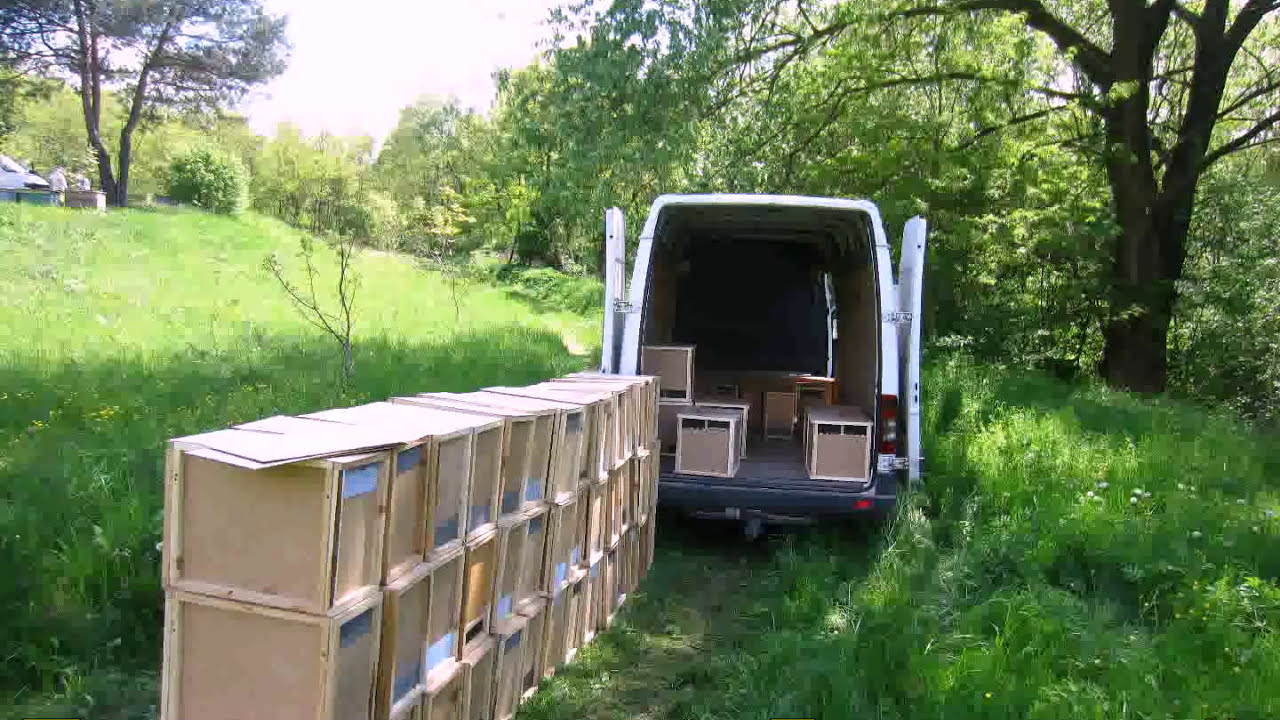 Пчелопакеты Карпатка