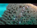 Transparent shrimp in the Coral Reefs