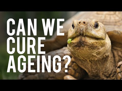 Why We Get Old & How We Can Stop It - Dr Andrew Steele | Modern Wisdom Podcast 265