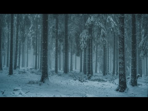 Winter Storm in a Pine Forest | Windy, Pine, Snowstorm | Howling Snowy White Noise Ambience | 12 Hrs
