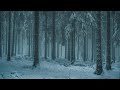 Winter Storm in a Pine Forest | Windy, Pine, Snowstorm | Howling Snowy White Noise Ambience | 12 Hrs