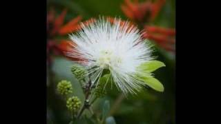 he Vibration of Perfectly Clear Light (Words) presented by a Master of Spiritual Happiness.