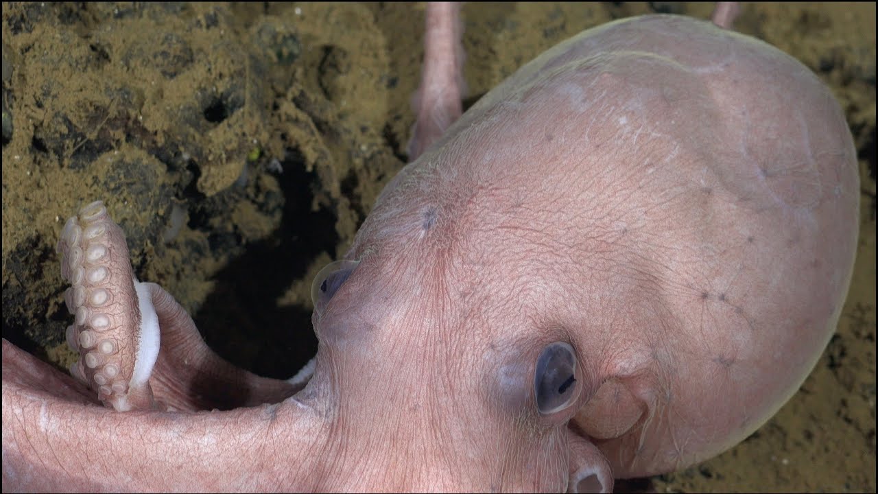 An Impressive Wealth | Octopus Odyssey - Week 3