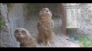 Vi KIGGER da på Fugle – feat. Djämes Braun (UnOfficial Music Video)