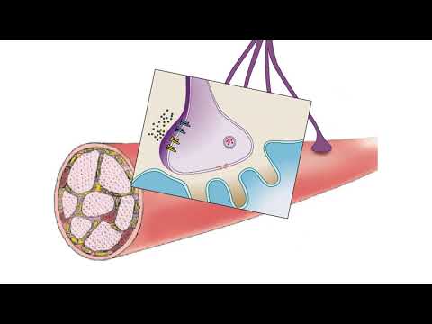 Synaptic Transmission Animation #Neuroscience  #neurotransmitters