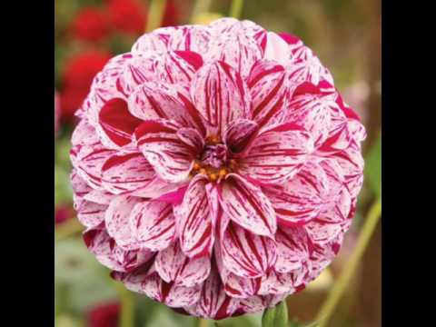 Jeeva jeeva kannada song.FAYAZ-photos