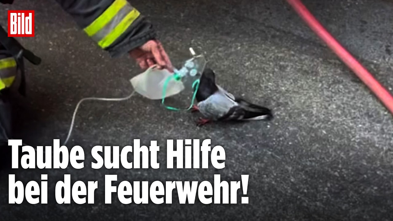 Taube in Atemnot: Dieser Vogel sucht Hilfe bei der Feuerwehr