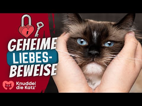 9 tokens of love that cats show very few people