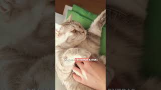Por que os gatos dormem de cabeça para baixo? 🐈 #SHORTS