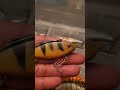 Video Thumbnail for Amazing  fishing  lure Perch pattern ? or ? #short #fishing #subscribe #shorts
