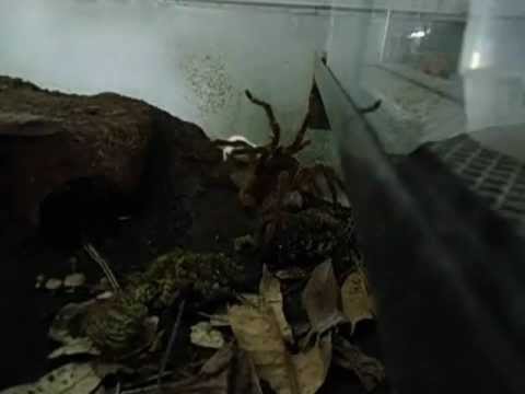 alimentaçao 01-08-12