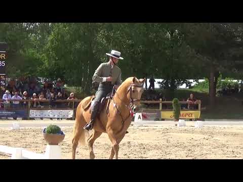 WAWE Weltmeisterschaft Working Equitation 2018 Dressage Test Vasco Godinho on Trigo
