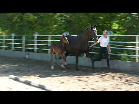 Okas Held v. Mount Etna xx - EH Connery - Heraldik xx