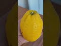 Huge Lemon From Sorrento Italy