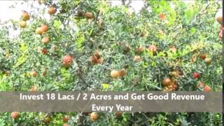 preview picture of video 'Invest on Pomegranate Plantation - For More information call 09945686255'