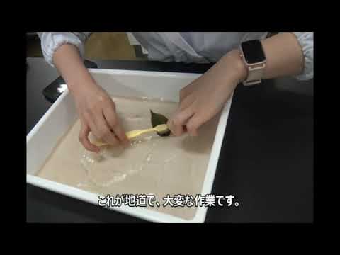 理科実験　葉脈標本でしおりを作ろう