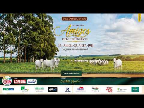 LEILÃO COMERCIAL ENCONTRO DOS AMIGOS - ABEL FIGUEIREDO / PARÁ