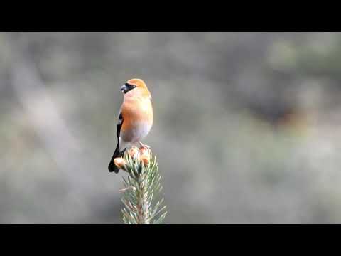 Hýľ červenohlavý (Pyrrhula erythrocephala) — starostlivosť, voliéra a kŕmenie