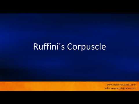 Pronunciation of the word(s) "Ruffini's Corpuscle".