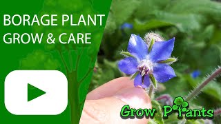 Borage plant - grow & care (Starflower)
