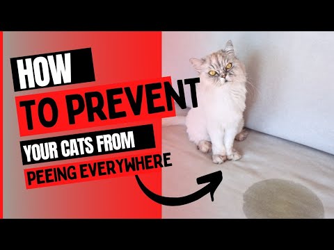 Smells that deter cats from peeing? 5 potential methods.