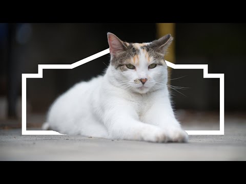 Lowe's Cat Becomes Local Legend in Store's Aisles